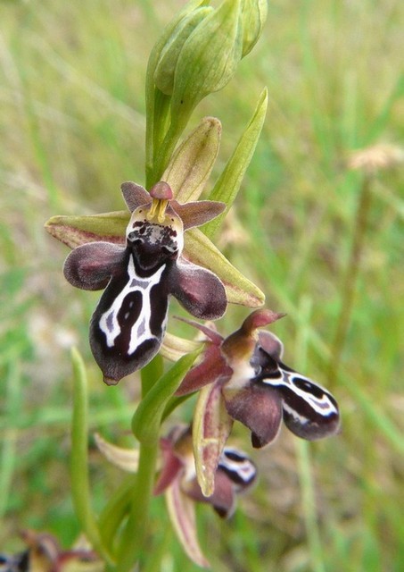 Ophrys cretica, Ophrys episcopalis  Creta aprile 2016